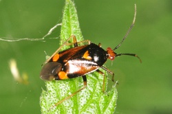 Reference :  Deraeocoris ruber  - KGB 1374