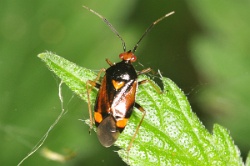 Reference :  Deraeocoris ruber  - KGB 1378