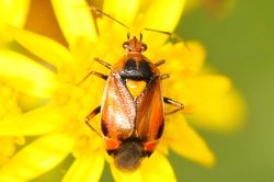 Reference :  Deraeocoris ruber  - KGB 1987