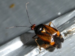 Reference :  Deraeocoris ruber  - P1020132