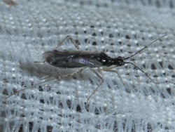 Reference :  Dicyphus errans  - P1310207