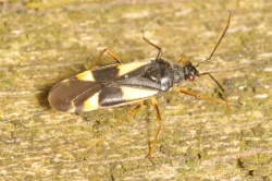 Reference :  Dryophilocoris flavoquadrimaculatus  - KGB 0836