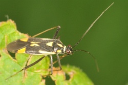 Reference :  Grypocoris stysi  - KGB 0520