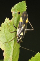 Reference :  Grypocoris stysi  - KGB 0890