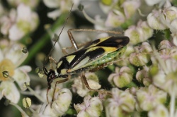 Reference :  Grypocoris stysi  - KGB 6328