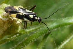 Reference :  Grypocoris stysi  - P1020783