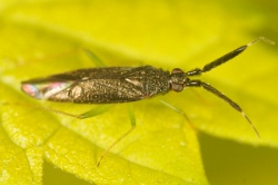 Reference :  Heterotoma planicornis  - KGB 3271