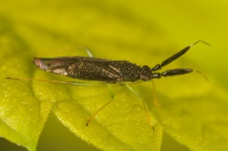 Reference :  Heterotoma planicornis  - KGB 3288