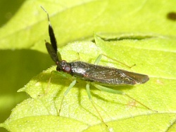 Reference :  Heterotoma planicornis  - P1020274