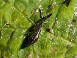 Reference :  Heterotoma planicornis  - P1020295