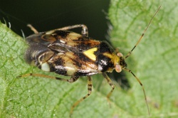 Reference :  Liocoris tripustulatus  - KGB 4895