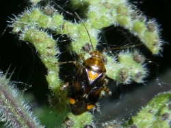 Reference :  Liocoris tripustulatus  - P1290553