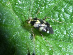 Reference :  Liocoris tripustulatus  - P1310878