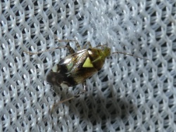 Reference :  Liocoris tripustulatus  - P1320765