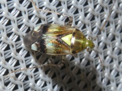 Reference :  Liocoris tripustulatus  - P1320770