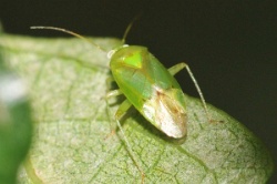 Reference :  Lygocoris pabulinus  - KGB 1642