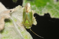 Reference :  Lygocoris pabulinus  - KGB 1648