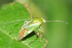 Reference :  Lygocoris pabulinus  - KGB 1650