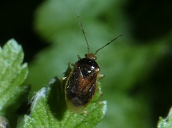 Reference :  Monalocoris filicis  - P1310848