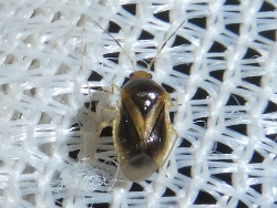 Reference :  Monalocoris filicis  - P1320008