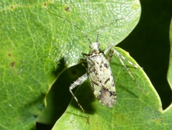 Reference :  Phytocoris tiliae  - P1020017