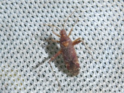 Reference :  Phytocoris ulmi  - P1320175