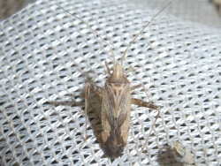 Reference :  Phytocoris varipes  - P1330162