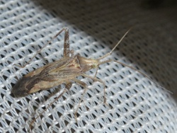 Reference :  Phytocoris varipes  - P1330165