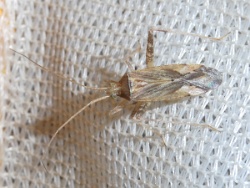 Reference :  Phytocoris varipes  - P1330169