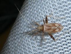 Reference :  Phytocoris varipes  - P1330360