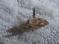 Reference :  Phytocoris varipes  - P1340463