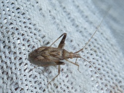 Reference :  Phytocoris varipes  - P1340486