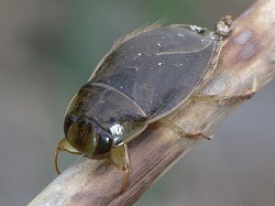 Reference :  Ilyocoris cimicoides - Saucer Bug  - IMGP9272