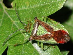 Reference :  Acanthosoma haemorrhoidale - Hawthorn Shieldbug  - 100 3394