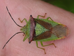 Reference :  Acanthosoma haemorrhoidale - Hawthorn Shieldbug  - 100 3403