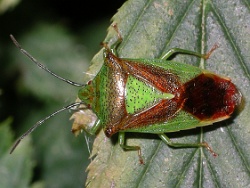 Reference :  Acanthosoma haemorrhoidale - Hawthorn Shieldbug  - 100 3856