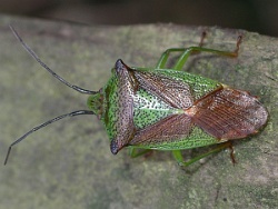 Reference :  Acanthosoma haemorrhoidale - Hawthorn Shieldbug  - 100 4594