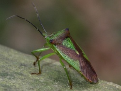 Reference :  Acanthosoma haemorrhoidale - Hawthorn Shieldbug  - 100 4596