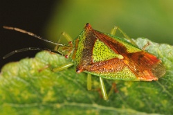 Reference :  Acanthosoma haemorrhoidale - Hawthorn Shieldbug  - KGB 3436