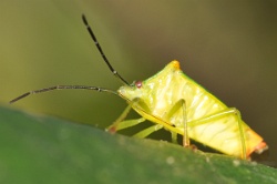 Reference :  Acanthosoma haemorrhoidale - Hawthorn Shieldbug  - KGB 3446