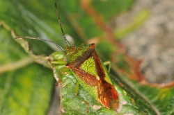 Reference :  Acanthosoma haemorrhoidale - Hawthorn Shieldbug  - KGB 3463