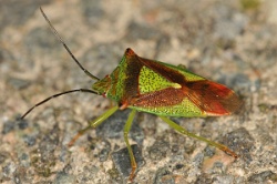 Reference :  Acanthosoma haemorrhoidale - Hawthorn Shieldbug  - KGB 3492