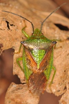 Reference :  Acanthosoma haemorrhoidale - Hawthorn Shieldbug  - KGB 5820