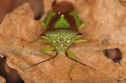 Reference :  Acanthosoma haemorrhoidale - Hawthorn Shieldbug  - KGB 5825