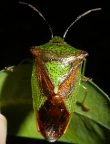 Reference :  Acanthosoma haemorrhoidale - Hawthorn Shieldbug  - P1150275