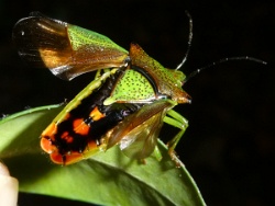 Reference :  Acanthosoma haemorrhoidale - Hawthorn Shieldbug  - P1150276