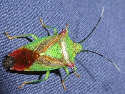 Reference :  Acanthosoma haemorrhoidale - Hawthorn Shieldbug  - P1290488