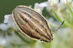 Reference :  Aelia acuminata - Bishop's Mitre Shieldbug  - KGB 1720