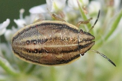 Reference :  Aelia acuminata - Bishop's Mitre Shieldbug  - KGB 1721