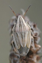 Reference :  Aelia acuminata - Bishop's Mitre Shieldbug  - KGB 1761